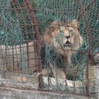 Variante Delta, 11 leoni positivi nello zoo di Denver: «Tosse e starnuti, non erano vaccinati»