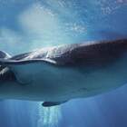 Squalo balena morto nell'acquario di Atlanta