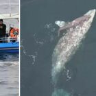 La balena grigia partorisce in mare aperto, turisti restano a bocca aperta. La guida: «Evento rarissimo»