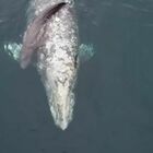 Balena grigia da alla luce il suo cucciolo davanti ai turisti emozionati