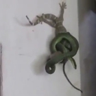 Il serpente stritola il geco, il compagno lo salva in extremis