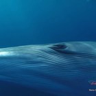 La Norvegia uccide le balene per sfamare gli animali da pelliccia: protestano le associazioni animaliste