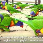 Muoiono i pappagalli arcobaleno in Australia: colpa di un virus