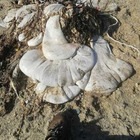 Cornovaglia, creatura arenata sulla spiaggia