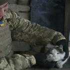 La "guerra" dei gatti tra Ucraina e Russia