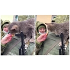 Ucraina, le guardie di frontiera ucraine sfamano i gattini abbandonati Video