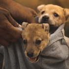 Cuccioli di cane trovati morti nel cassonetto, identificato il padrone tramite il test del Dna