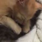 Il gattino abbraccia il fratellino che sta morendo fino all'ultimo respiro: il video commuove il web