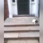 Il cucciolo ha paura di scendere le scale e adotta una tecnica estrema VIDEO