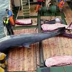 Strage di balene in Norvegia, cacciati e uccisi 575 esemplari: in maggioranza femmine, molte incinte