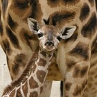 Nata una giraffa in uno zoo belga: la sorellina con la mamma durante il parto (e il papà a distanza)