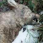 Femmina di lupo morta nel parco degli Aurunci, forse uccisa da uno sparo
