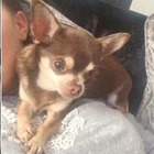 Chihuahua catturato e "rapito" da un gabbiano: l'appello della padrona per trovarlo