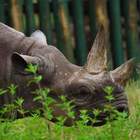 Morta Fausta, il rinoceronte nero più vecchio del mondo