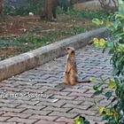 Un suricato si aggira per le strade di Roma