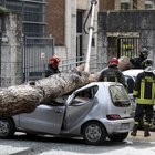 Roma, alberi killer e parchi sbarrati tra incuria e flop dei controlli