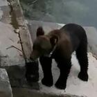 L'orso si avvicina a un'abitazione 