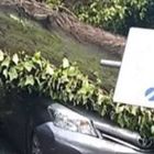 Roma, Cassia: alberi caduti su auto e sul tetto di una scuola per il forte vento