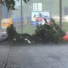 Milano, bomba d'acqua: pioggia violentissima, allagamenti, alberi e rami spezzati