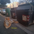 «Aiuto, c'è una tigre davanti al cassonetto»: tam tam a Roma Sud (e sui social)