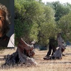 “Bufala xylella”, il commissario Ue risponde a Grillo. Mozione bipartisan in Consiglio regionale: «Denunciamo il comico» “Bufala xylella”, il commissario Ue risponde a Grillo. Mozione bipartisan in Consiglio regionale: «Denunciamo il comico»