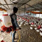India, dilaga l'influenza aviaria