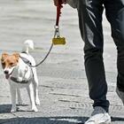 Si sente male e muore mentre porta a spasso il cane