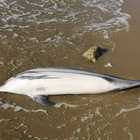 Morto il cucciolo di delfino avvistato a riva a Fondi, forse morbillo: scatta l'allerta