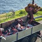 Mattanza di balene alle Isole Faroe, carcasse smaltite come spazzatura: le immagini choc di Sea Shepherd