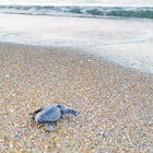 Giornata mondiale delle tartarughe marine, l'allarme di Legambiente: «Il clima è una minaccia»