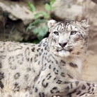 Mostra felina a Bergamo, la star è il leopardo delle nevi di Roma