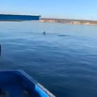 Squalo elefante di otto metri nel mare del Salento: la “danza” ripresa dai pescatori