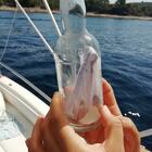Messaggio in bottiglia ripescato in mare, la lettera di un bimba viennese: ecco cosa c'era scritto