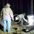 Orso per due giorni con la testa intrappolata in un barile: i cacciatori lo salvano così VIDEO
