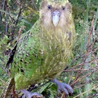 Trovati i resti di un pappagallo gigante: pesava sette chili ed era alto come un bambino