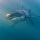 Ucciso da uno squalo durante un'immersione: «Si cerca il corpo»
