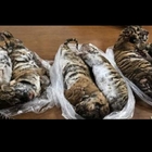 Tigri, in libertà ne restano solo 3.890: la crudeltà dei bracconieri, sette esemplari congelati