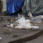 Gabbiani padroni delle strade: in via Gioberti zuffa per i rifiuti
