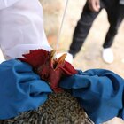 Influenza aviaria, è allarme in India