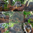 Un orango di Sumatra ha utilizzato piante medicinali per curare una ferita