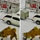 Siberia, guardiano prende a pugni il cammello che reagisce e lo uccide
