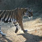 Oggi è il "Tiger day": solo 3.890 esemplari sul pianeta, sfida per salvare la specie