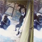 Mamma scimpanzé gioca con la sua piccola: il video diventa virale