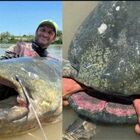 Pesce gatto da record catturato nelle acque del Po: le incredibili immagini del "mostro" di quasi 3 metri