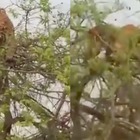 Una tigre si arrampica sull’albero per catturare mamma scimmia e il suo cucciolo