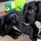 La storia della cagnolina Ariel commuove il mondo: nata con sei zampe, un lungo intervento le salva la vita. «Ora corre felice»