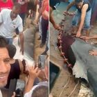 Uomo ucciso da uno squalo mentre fa il bagno, l'animale pescato e ammazzato a calci e pugni in spiaggia: choc in Egitto