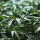 Cannabis, in Lussemburgo da oggi è legale la produzione e il consumo
