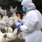 Possibili vaccini per aviaria