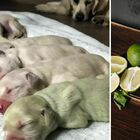 Cane partorisce nove cuccioli, ma la padrona è sotto choc: uno di loro ha il pelo verde. Ecco perché